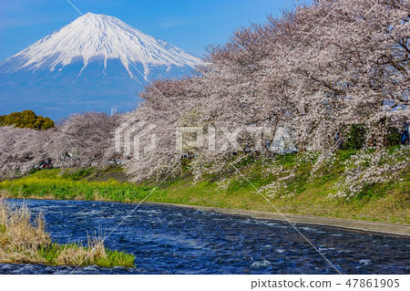 Sakura Japan 47861905