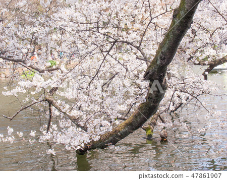 井之頭公園，東京，井之頭池塘，盛開的櫻花 47861907