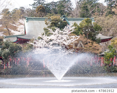井之頭公園,東京井之頭弁天,櫻花盛開 井之頭公園,東京井之頭弁天,櫻花盛開 47861912