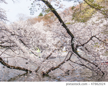 Inokashira Park, Tokyo, Inokashira Pond, cherry blossoms in full bloom Inokashira Park, Tokyo, Inokashira Pond, cherry blossoms in full bloom 47862024
