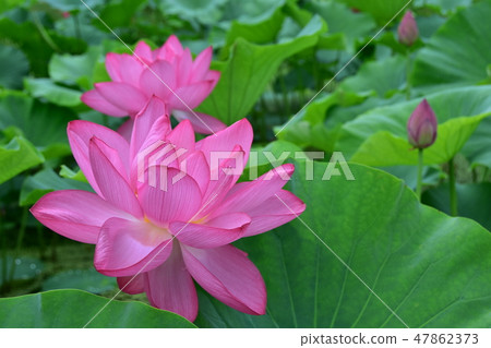 Lotus Yangshan Lotus Yangshan 47862373