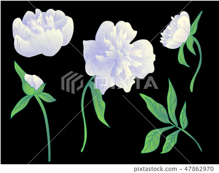 Vector White peony floral botanical flower. Black and white engraved ink art. Isolated peonies Vector White peony floral botanical flower. Black and white engraved ink art. Isolated peonies 47862970