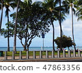 Waikiki Beach 47863356
