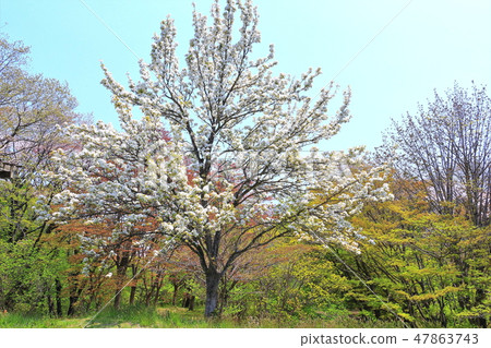 新鮮的綠色和山梨花 新鮮的綠色和山梨花 47863743