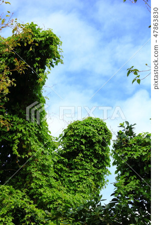 A tree like a giant's thumb 47863830