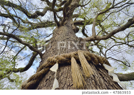 Kameno Shrine Shamanbun Daimon Kyoto 47863933