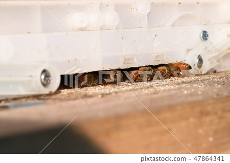 Japanese bee Japanese bee 47864341