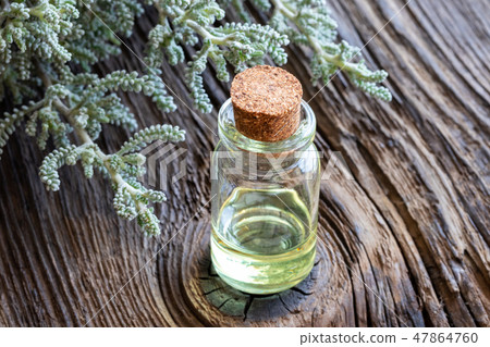 A bottle of santolina essential oil A bottle of santolina essential oil 47864760