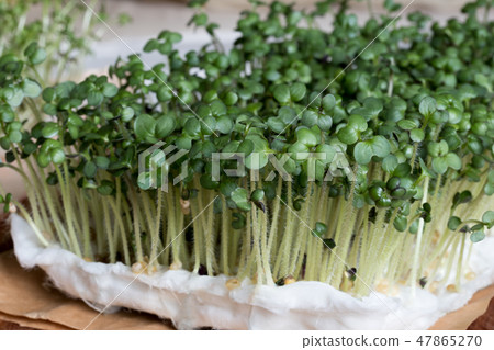 Yellow mustard sprouts grown on cotton wool 47865270