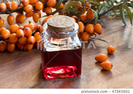 Sea buckthorn oil and fresh sea buckthorn berries 47865602