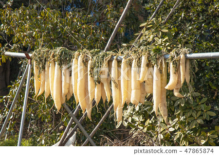 Daikon懸掛在花園裡 Daikon懸掛在花園裡 47865874