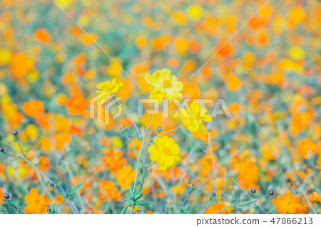 宇宙 宇宙 47866213