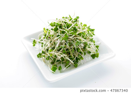 Broccoli Sprout 47867340