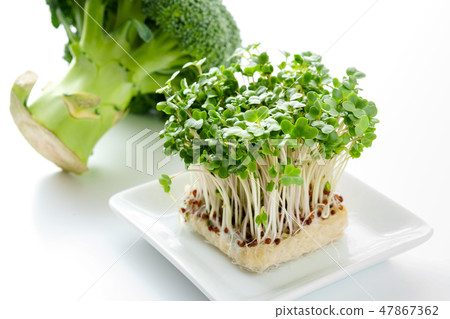 西蘭花和西蘭花芽 47867362