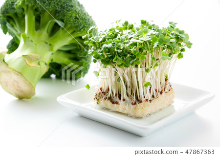 西蘭花和西蘭花芽 47867363