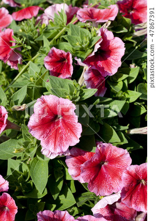 Petunia 47867391