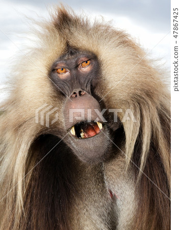 Close up of an adult Gelada monkey 47867425