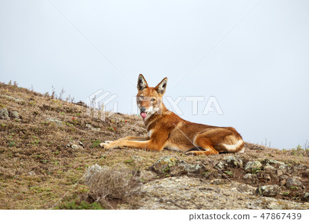 Close up of a rare and endangered Ethiopian wolf Close up of a rare and endangered Ethiopian wolf 47867439