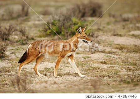 Close up of a rare and endangered Ethiopian wolf Close up of a rare and endangered Ethiopian wolf 47867440