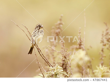 Streaky seedeater perching on a twig Streaky seedeater perching on a twig 47867441