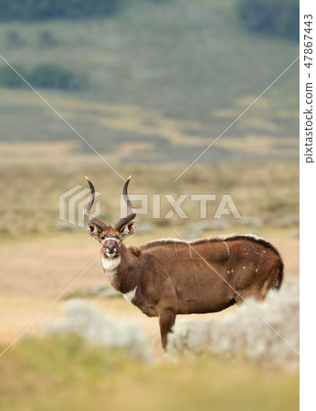 Mountain Nyala standing in the grassland Mountain Nyala standing in the grassland 47867443