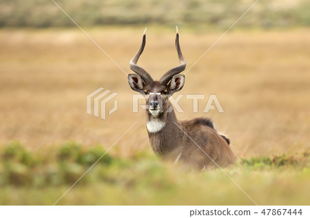 Mountain Nyala lying in the grass Mountain Nyala lying in the grass 47867444