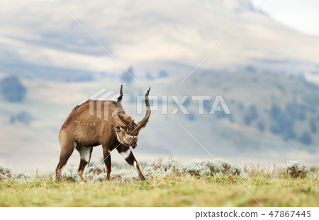 Close up of an impressive male Mountain Nyala Close up of an impressive male Mountain Nyala 47867445