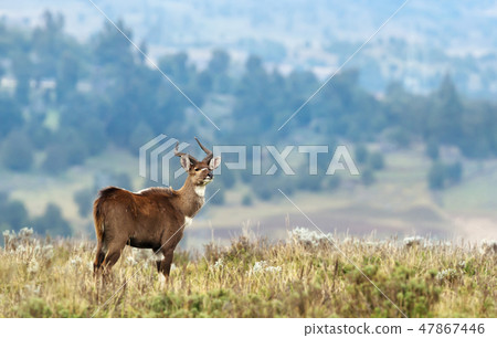 Mountain Nyala standing in grassland Mountain Nyala standing in grassland 47867446