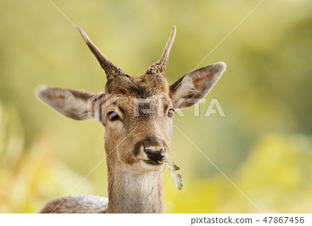 Young Fallow deer eating oak leaf 47867456