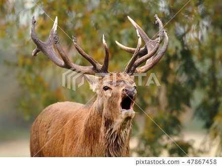 Red deer stag roaring during rutting season Red deer stag roaring during rutting season 47867458