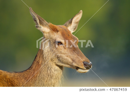 Close-up of red deer hind Close-up of red deer hind 47867459
