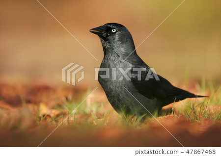 Eurasian Jackdaw in the meadow in autumn 47867468