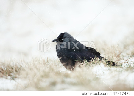 Eurasian jackdaw in the falling snow 47867473