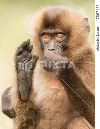 Baby Gelada monkey sitting with a foot up 47867483