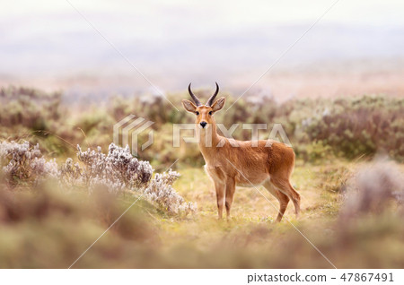 Close up of a Bohor Reedbuck in grassland Close up of a Bohor Reedbuck in grassland 47867491