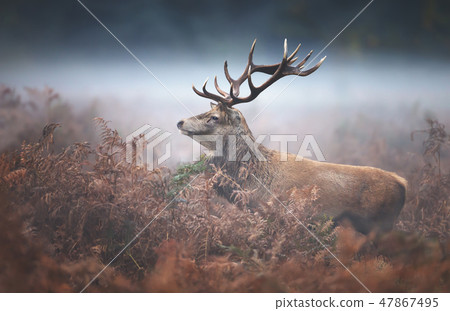 Red deer stag on a misty autumn morning Red deer stag on a misty autumn morning 47867495