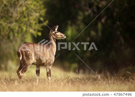 Mountain Nyala standing in the forest 47867496