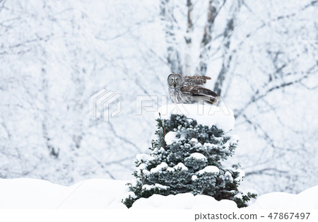 Great Grey Owl perching on a tree in winter Great Grey Owl perching on a tree in winter 47867497