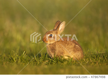 Close up of European rabbit eating grass Close up of European rabbit eating grass 47867498