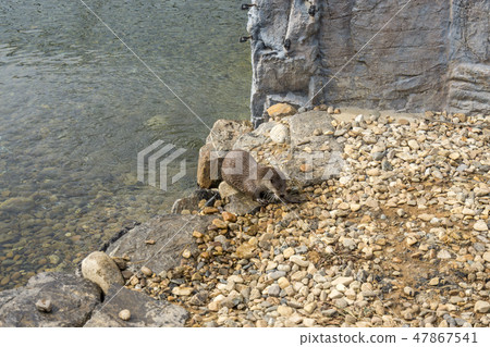 Otter eating fish Otter eating fish 47867541