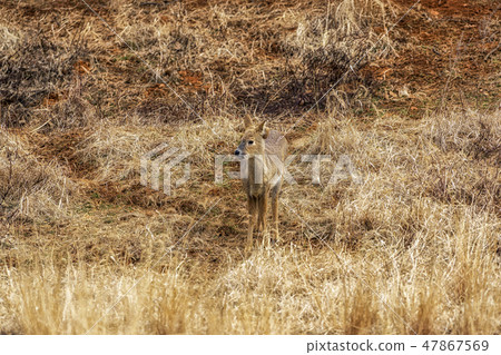 Korean water deer Korean water deer 47867569