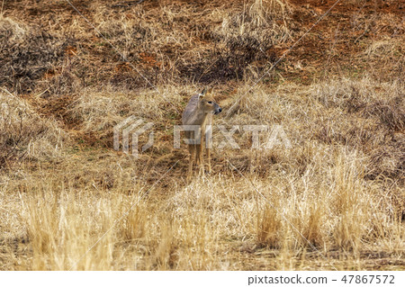 Korean water deer 47867572