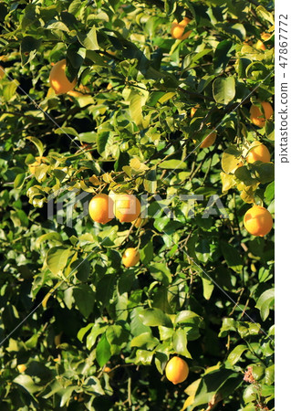 Setonai lemon Setonai lemon 47867772