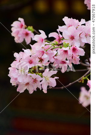 天元宮櫻花 天元宮櫻花 47867918