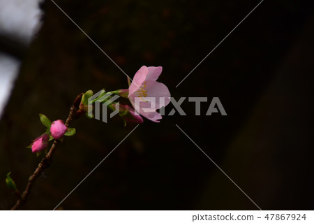 天元宮櫻花 47867924