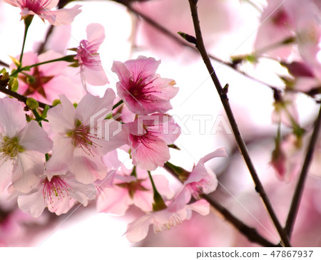 Tianyuan Palace, cherry blossom 47867937