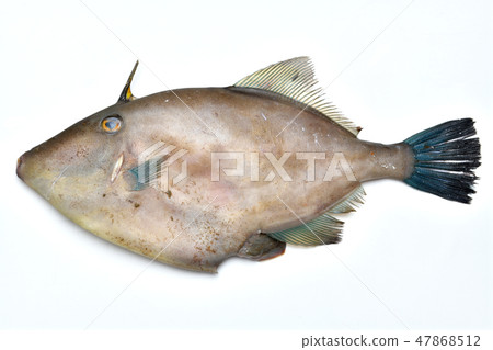 Small dirt will remain on the background white. Uma Tsurugaagi, saltwater fish, fresh fish. 47868512