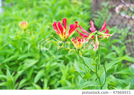 Brilliant flowers of Gloriosa 47868931