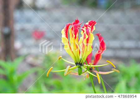 Gloriosa的鮮花 47868954