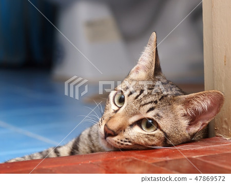 home cat relaxing lazy in bed room portrait view 47869572
